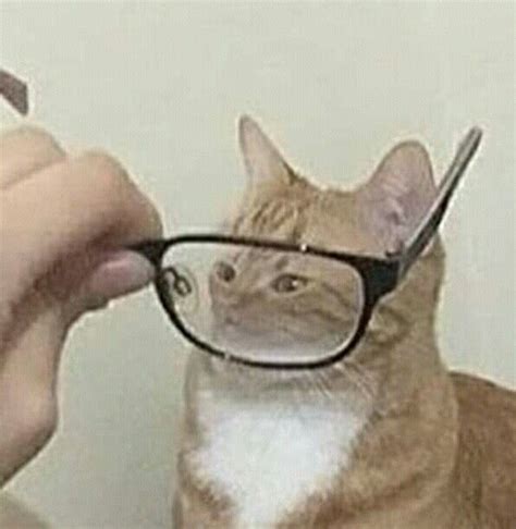 Funny Cat With Glasses Meme Cat Mania