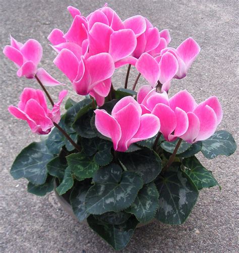 Flowers For Flower Lovers Cyclamen Flowers Pictures
