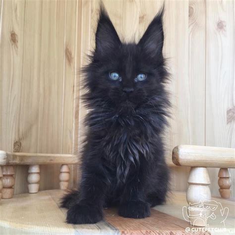 8 weeks old black long haired kittens with blue eyes. 20+ Most Popular Long Haired Cat Breeds | Cute animals ...