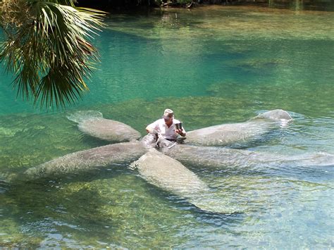 The florida manatee festival, and the citrus county chamber of commerce, will be implementing and practicing safety precautions to ensure the health of our attendees, volunteers, vendors, and staff. Swimming with Manatees in Florida | World Super Travel