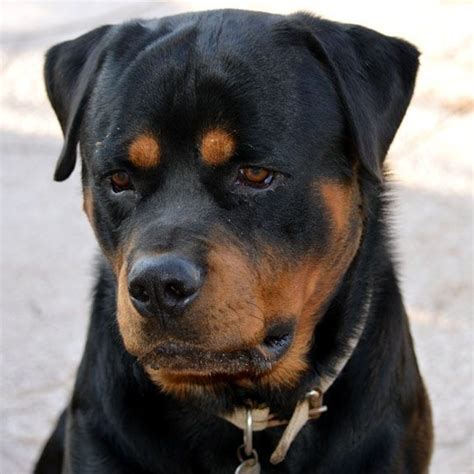 We did not find results for: Rottweiler Puppies For Sale | Tucson, AZ #292427 | Petzlover