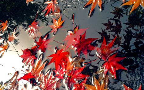 Autumn Float Fall Autumn Leaves Maple Puddles Autumn Leaves Rain
