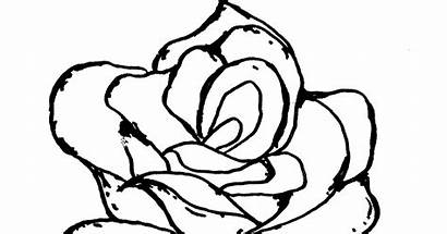 Bunga Mawar Hitam Gambar Putih Mewarnai Warna