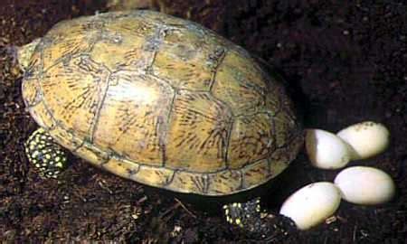 Los huevos de tortuga tienen una apariencia coriácea y una textura rugosa. Caracteristicas de los Reptiles Reproducción Respiración