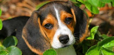 Beagle Colors Did You Know All The Different Colorations Of This Breed