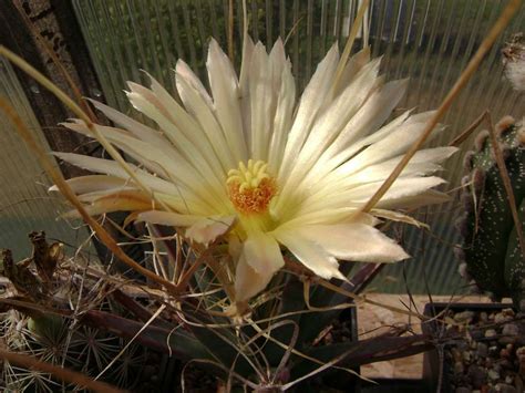 V teplém jihozápadním proudění se dne 27.6.2006 vytvořila nad jihozápadním německem silná bouřka. Leuchtenbergia principis aneb kytka kterou dneska ani ...