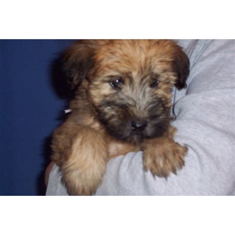 For us, it is a joy to be able to offer , for sale, beautiful, happy and healthy pedigree wheaten terrier puppies born and raised in. Puppies for sale - Soft Coated Wheaten Terrier, Soft ...