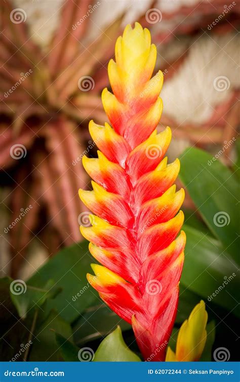 Vriesea Splendens Or Flaming Sword Is A Species Of Flowering Plant In
