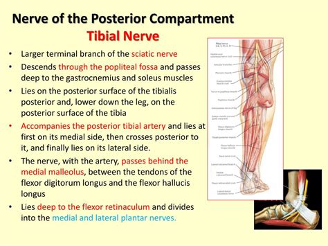 Posterior Tibial Nerve Anatomy