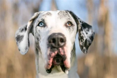 Harlequin Great Dane A Full Guide To This Spotted Beauty