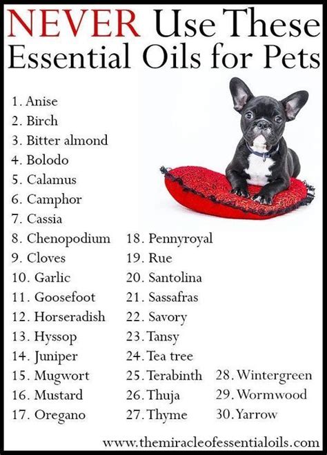 Are you wondering if essential oils are safe for cats? Pin by Dynese Coody on Pets in 2020 | Essential oils dogs ...