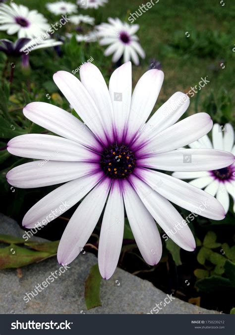 Closeup White African Daisy Flower Dimorphoteca Stock Photo