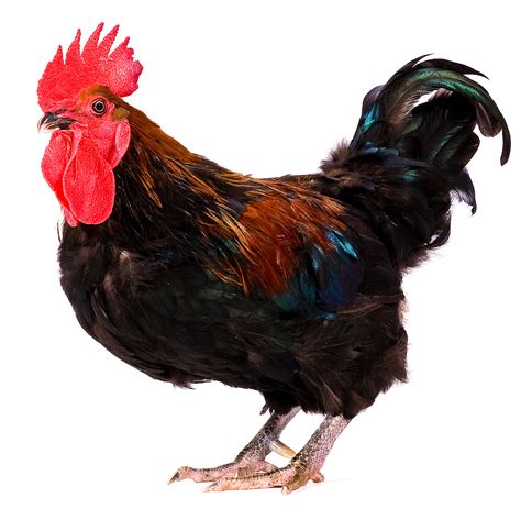 Wanneroo rd (roberts st) joondanna wa avustralya. Breeds of Chickens