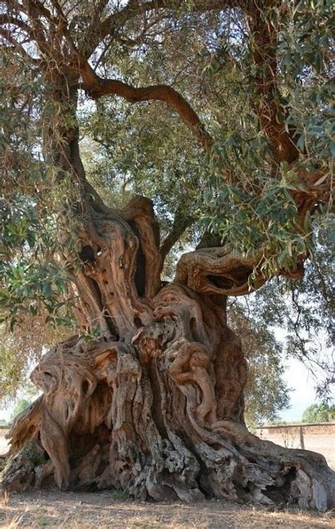 Share More Than 51 Olive Tree Wallpaper Best Incdgdbentre