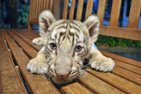 Baby White Tiger Stock Image Image Of Carnivore Animal 15025283