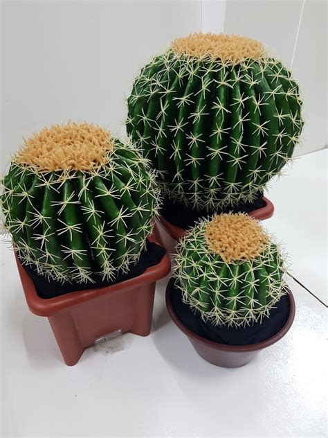 Antik sunlight soap enamel sign. Sewa pokok kaktus / fake cactus-Round artificial cactus ...