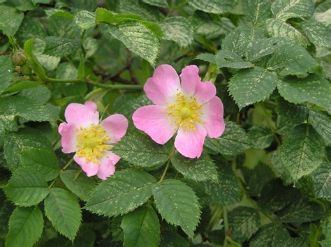 Rosa Canina L Plants Of The World Online Kew Science