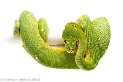 Cyclops Green Tree Python Outback Reptiles