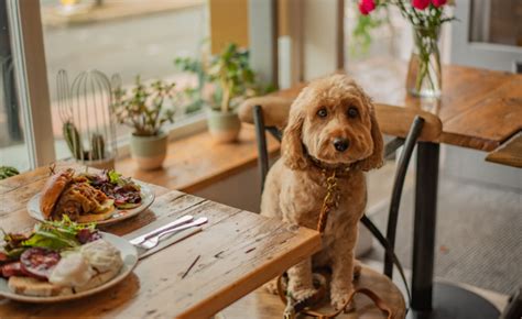 Hond Meenemen Naar Een Restaurant Mag Een Hond Mee