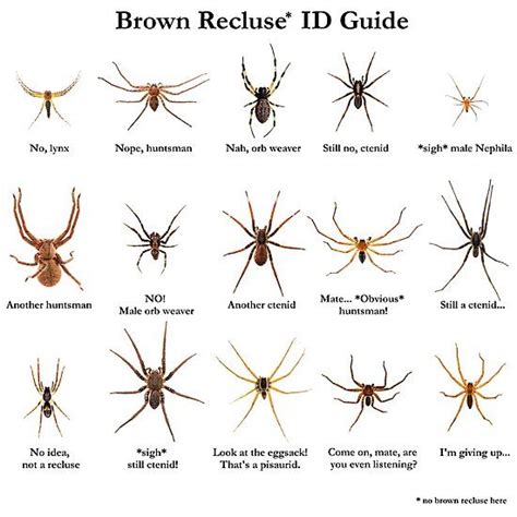 Friendly Reminder Not All Brownish Spiders Are Brown Recluses