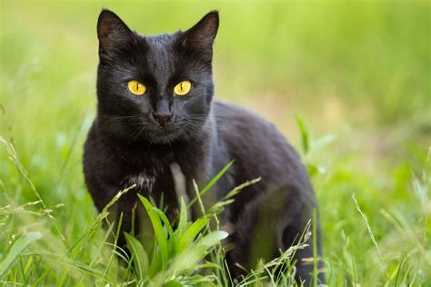Bombay Cat Breed Information And Characteristics