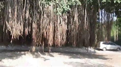 Banyan Tree Bargad Youtube
