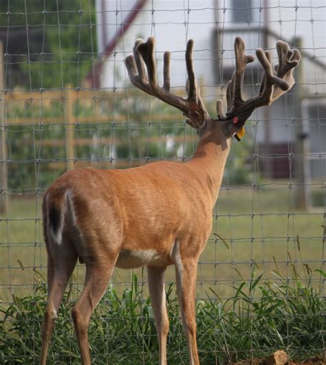 Genetic Superior Whitetail Deer For Sale Breeder Bucks