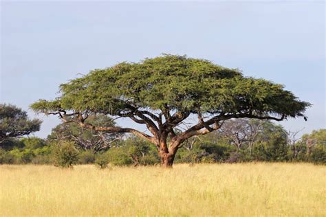 African Acacia Tree Stock Photo Image Of Grassland Landscape 29840492
