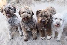 Most of our customers decide to take one of our lagotto romagnolo puppies after having visited once or even several times our kennel, got to know the parent dogs, the. Lagotto Romagnolo - great family pet that loves water and ...