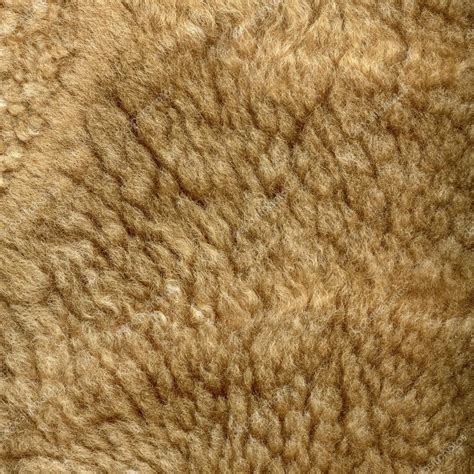 Light Brown Natural Fur Texture Closeup Stock Photo By ©natalt 121403502