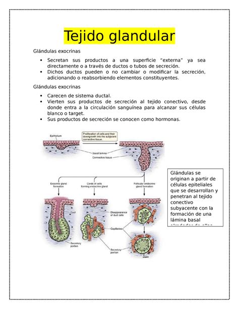 Tejido Glandular Histologia Tejido Glandular Glándulas Exocrinas