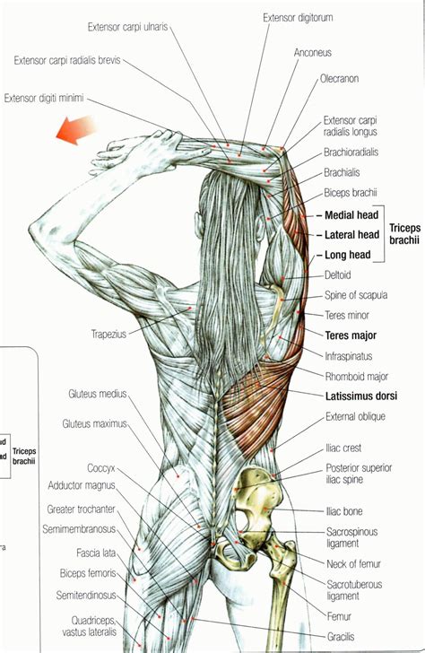 Back Muscle Pain Chart Pin On Back Pain Understand How Your Doctor