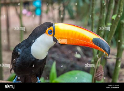 Tucano Toco Hi Res Stock Photography And Images Alamy