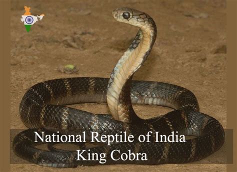 Video i 4k och hd för alla nle omedelbart. National Reptile of India | King cobra, King cobra snake ...