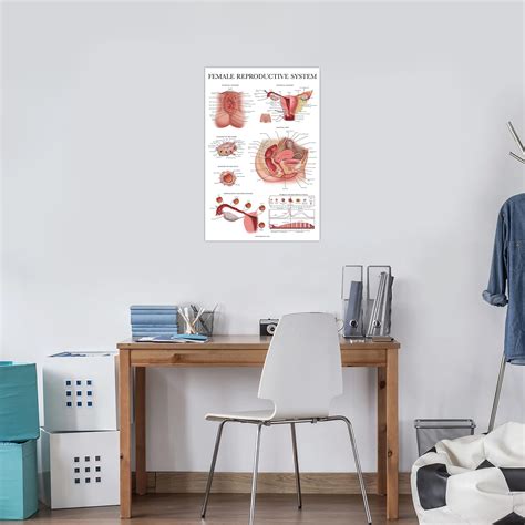 Buy Laminated Female Reproductive System Anatomical Chart Female