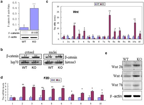 β catenin Wnt signaling was activated in the kidneys of Gpr48