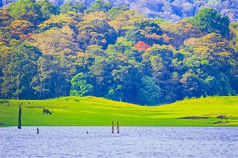 6 Stunning National Parks In Kerala Everything You Need To Know About