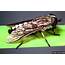 Horse Fly Tabanus Petiolatus Diptera Tabanidae  1465028