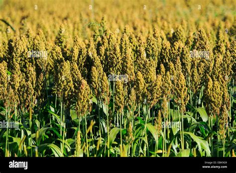 Broom Corn Broomcorn Sorghum Bicolor Field For Biomass Stock Photo