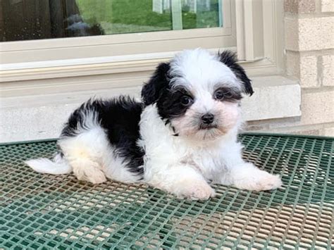 They tend to be quiet and absolutely love to play! Havanese Puppies For Sale & Breeders in Cincinnati Ohio ...