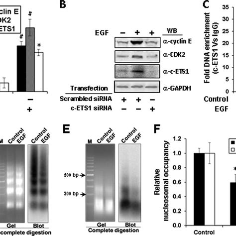 Regulation Of Cyclin E Cdk2 And C Ets1 Genes By Egf And The