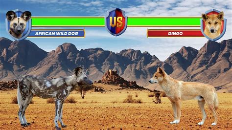 African Wild Dog Vs Dingo Youtube
