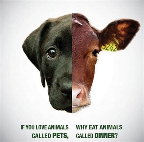 If You Love Animalswhy Eat Animals Save The Animals Tierrechte