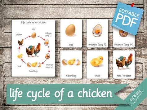 LIFE CYCLE Of A CHICKEN 7 Montessori Cards Flash Cards Etsy Life