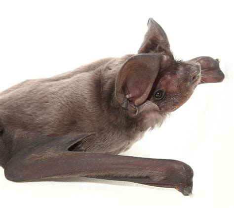 Rare Bonneted Bat Finds Home At Zoo Miami Zooborns