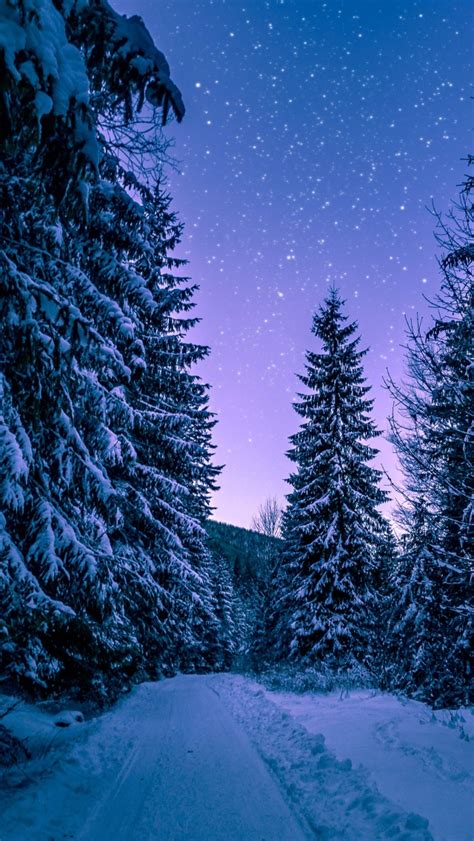 Winter Snowy Pine Trees Forest 4k Wallpaper