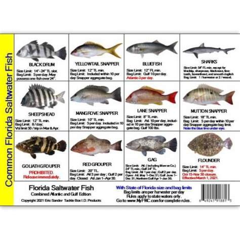Saltwater Fish Id And Regulations Mini Card Florida Ebay