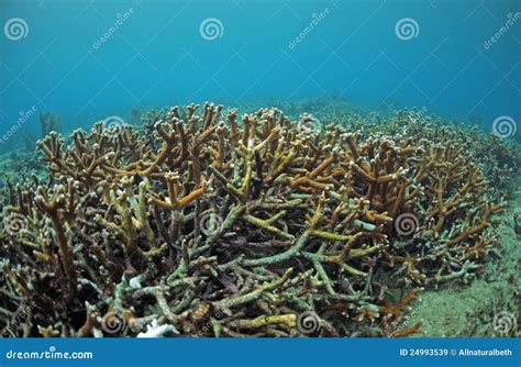 Staghorn Coral On Coral Reef In Atlantic Ocean Stock Image Image Of