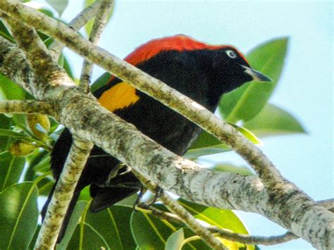 Fire Maned Bowerbird Ebird