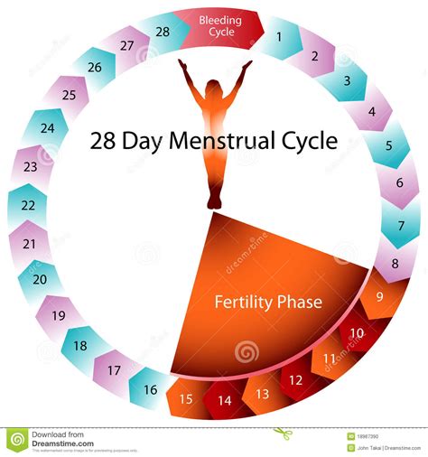 Diagramme De Fertilité De Cycle Menstruel Illustration De Free Nude